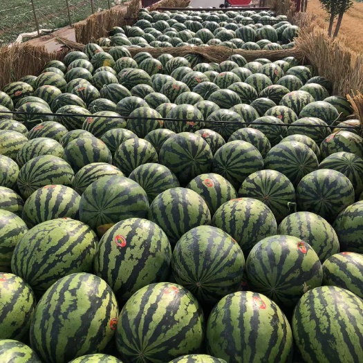 蒲城县本地西瓜大量上市，