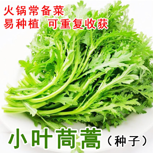 成都小叶茼蒿种子大全农家茼蒿种籽菜籽四季皇帝菜种苗青菜蔬菜种批发