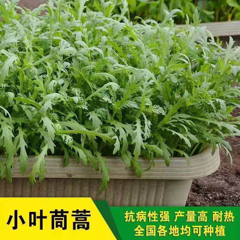 小叶茼蒿种子大全农家茼蒿种籽菜籽四季皇帝菜种苗青菜蔬菜种批发