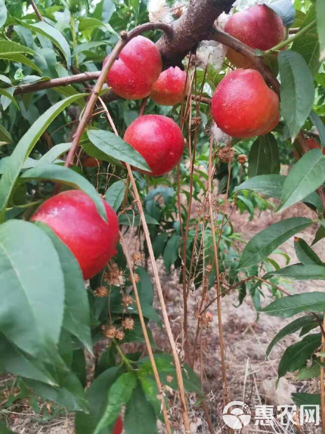 珍珠油桃大量上市产地直销