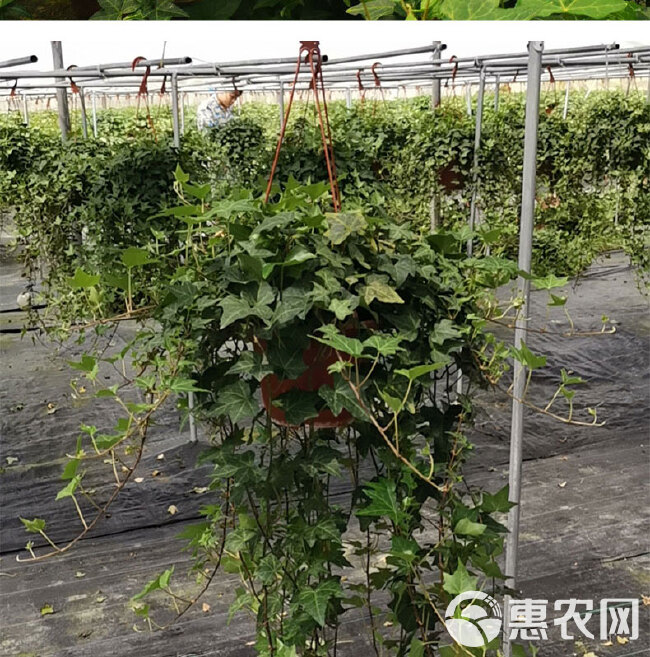 165#青叶中华常春藤做植物墙市政绿化可用的耐寒好养爬藤植物