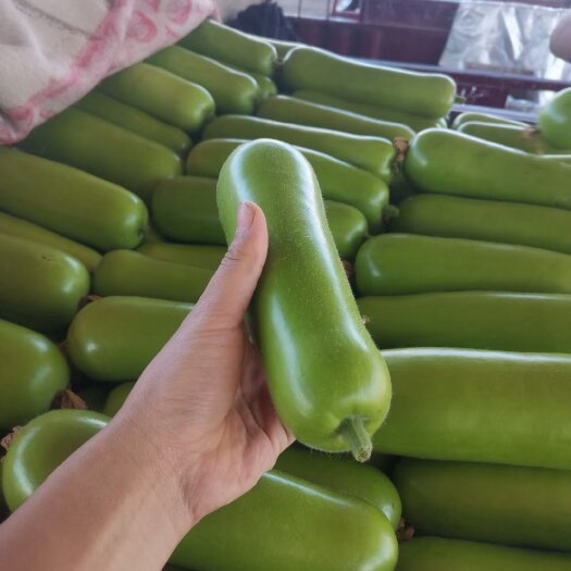 博爱县精品瓢瓜，新上市，电商平台，超市，市场都可以
