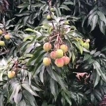 廉江市妃子笑   荔枝