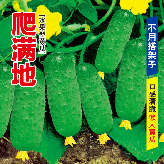 四季播种水果黄瓜节节瓜高产小黄瓜地载阳台盆栽菜籽农家黄瓜种子