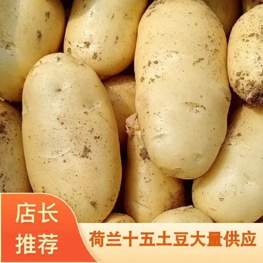 沂水县土豆 优质荷兰十五土豆  黄心黄皮货源充足，代收代发