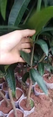 灵山县芒果苗