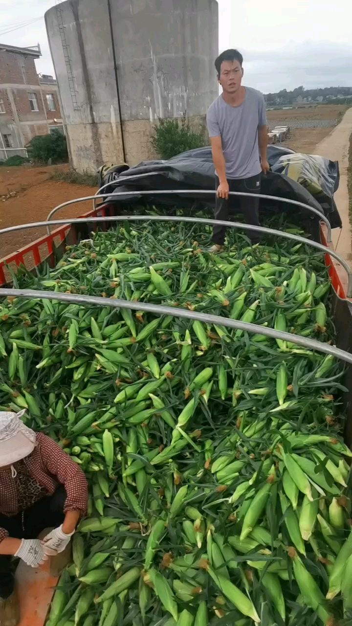 水果玉米鲜玉米甜脆玉米棒基地代办代发一件代发大量现货