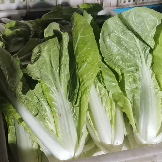 曹县精品小白菜