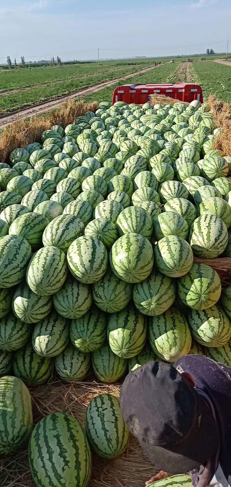 金花西瓜石头瓜代发代买