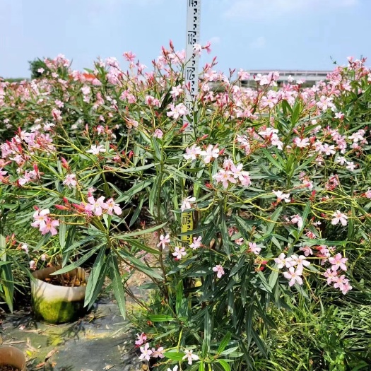 佛山粉花夹竹桃