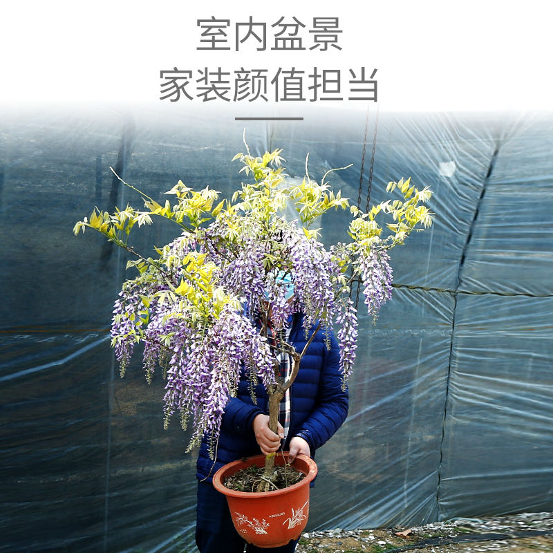 平邑县紫藤树苗嫁接紫藤多花清香爬藤老桩开花带香味盆栽地栽耐寒耐旱