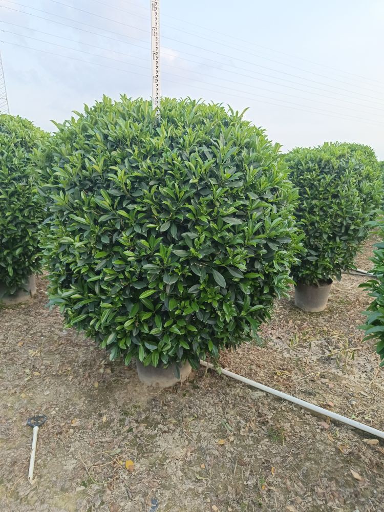 非洲茉莉1.5－1.8米