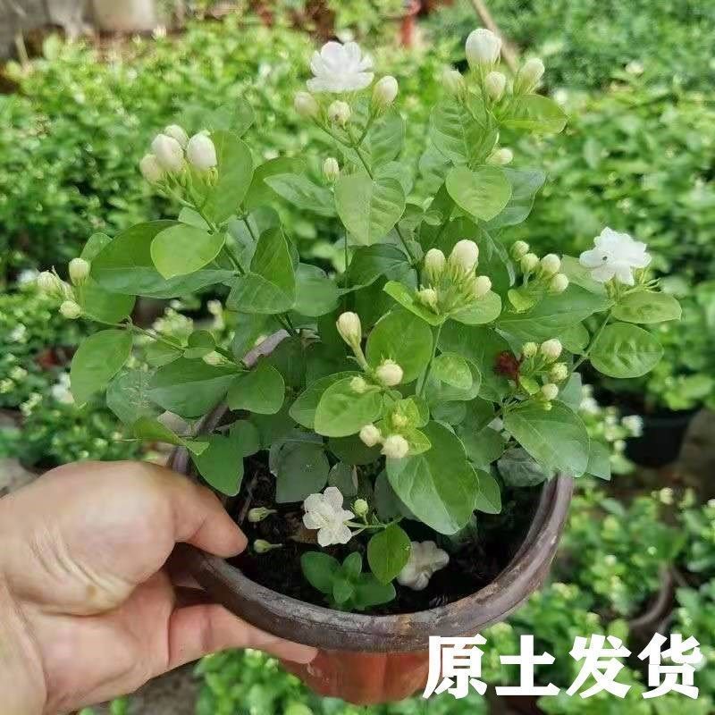 基地直发茉莉花盆栽茉莉花苗绿植小桩驱蚊虫浓香型花卉净化空气苗
