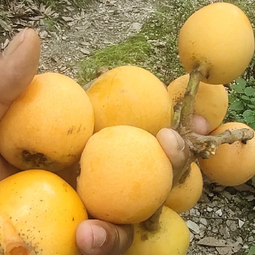 茂县枇杷