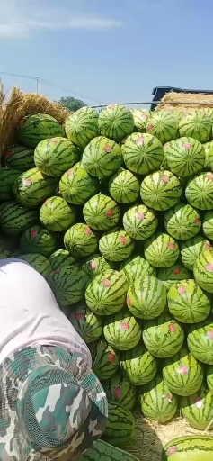 金花西瓜石头瓜代发代买