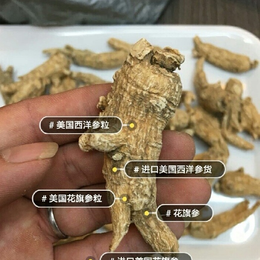 广州美种原丛西洋参，5-7-10-15克粒头
