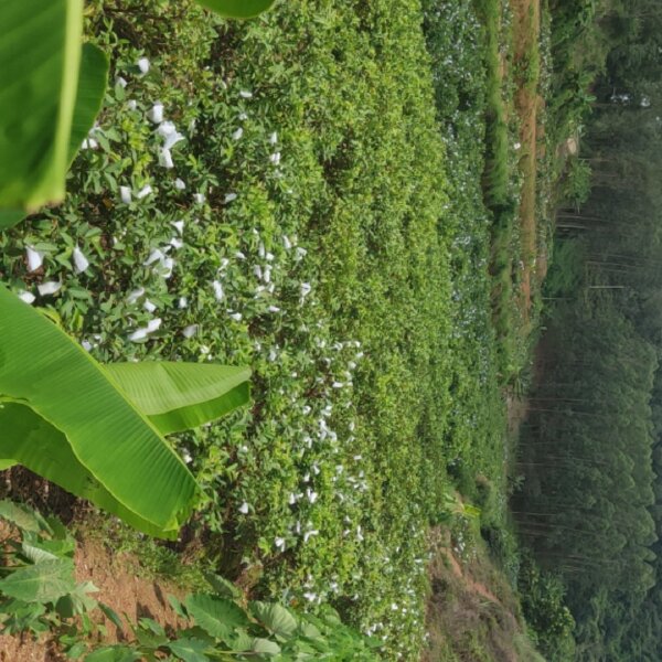 <推荐>廉江本地珍珠番石榴，白心、红心，清脆清甜