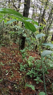 遂川县姜形黄精