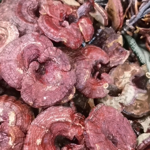 冠县灵芝红灵芝赤灵芝药厂灵芝观赏灵芝盆景金边灵芝免费磨粉