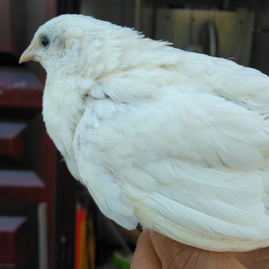 铜川芦丁鸡种蛋