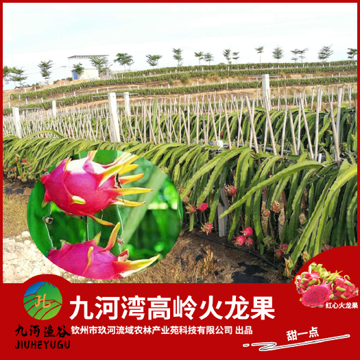钦州钦州.九河湾高岭火龙果批发