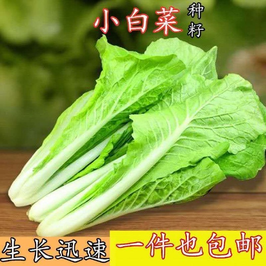 成都四季速生奶油小白菜种子早熟小青菜种子阳台盆栽庭院易种蔬菜种子