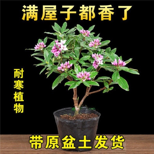 金边瑞香盆栽档口电商精品货福建龙岩基地直销