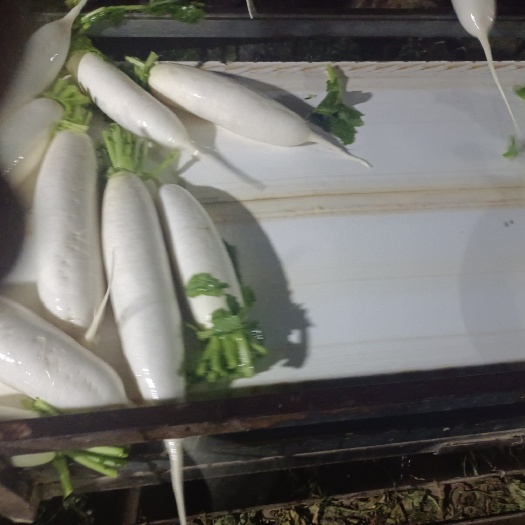 永清县精品白萝卜大量上市，价格美丽，
