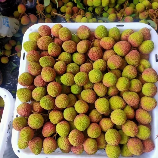 阳西县一件代发泡沫箱