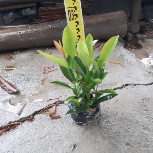 佛山龙船花