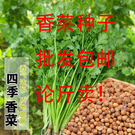成都四季香菜种子耐寒耐热批发包邮芫荽种子室内阳台按斤卖蔬菜种子