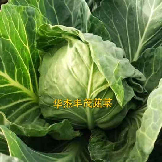 晋中甘蓝  绿甘蓝 圆包菜（袋装 散装）2～2.5斤，产地直发