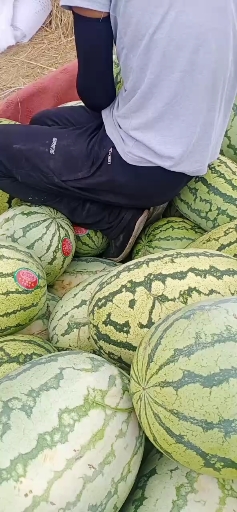 金花西瓜石头瓜代发代买