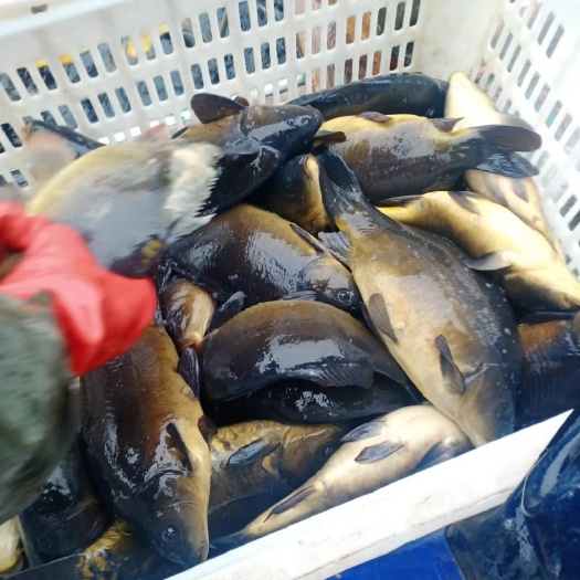 宽甸县大水面网箱鱼，裸鲤
