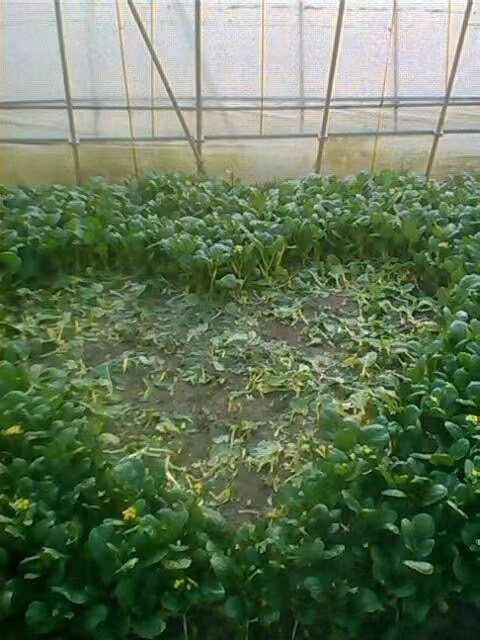 上海菜心！小白菜