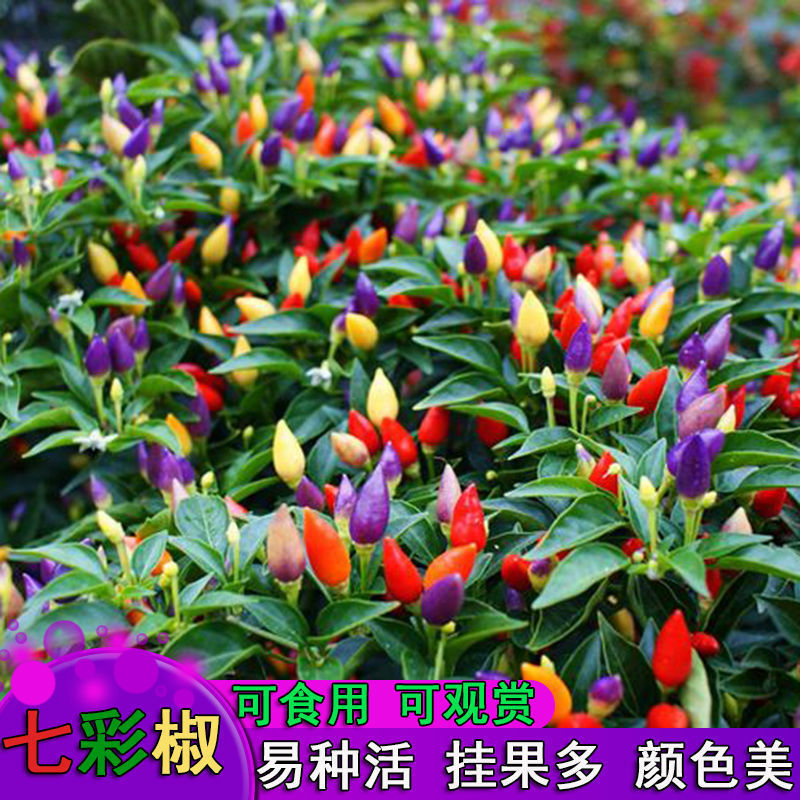 七彩辣椒种子四季播五彩椒朝天椒种子籽阳台盆栽高产辣椒蔬菜种子