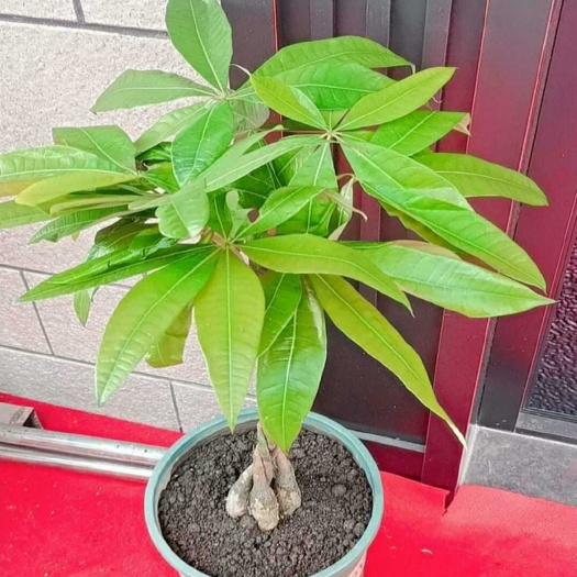 合浦县发财树长期批发