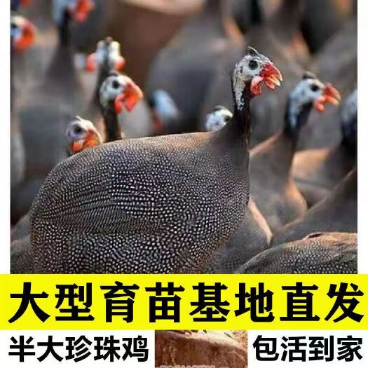 南宁包回收纯种珍珠鸡活体脱温苗半大珍珠鸡小鸡仔幼苗仔苗批发活体