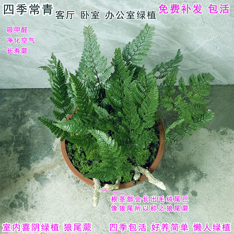 狼尾蕨小盆栽吸水石水陆缸生态瓶微景观植物迷你蕨类四季常青耐寒