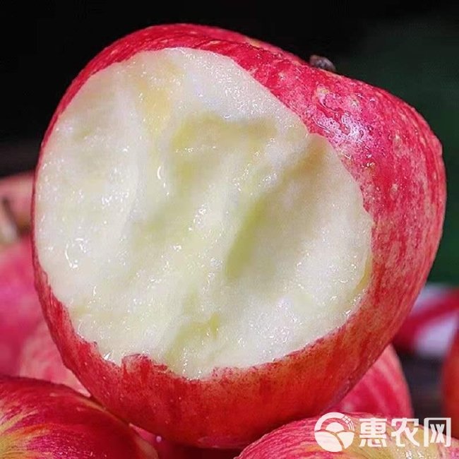 山东烟台栖霞红富士苹果脆甜新鲜水果批发整箱3/5/10斤