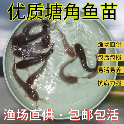 玉林塘角鱼杂交三黄塘鲺鱼苗土塘鲺胡子须塘鲺土塘鲺淡水鱼本地塘角鱼