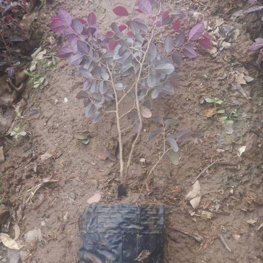 周至县红花继木杯苗