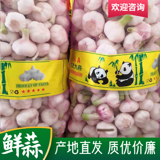 邳州市大蒜 鲜蒜，早熟蒜