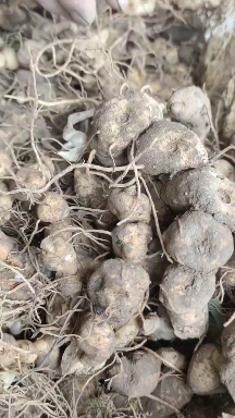 凤凰县黄精苗  黄精茎块鸡头