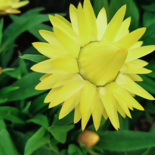 青州市蜡菊 麦杆菊 基地直发 大量有货 需要的老板多多关照