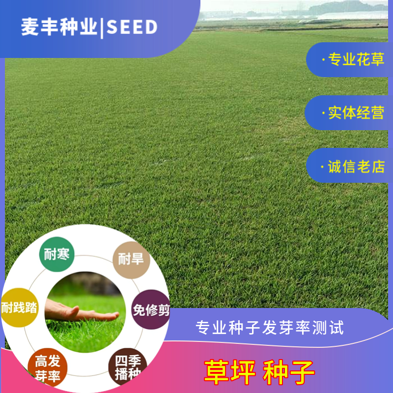 南京草坪种子 100斤起批发包邮可开票 高芽率高质量新籽保证