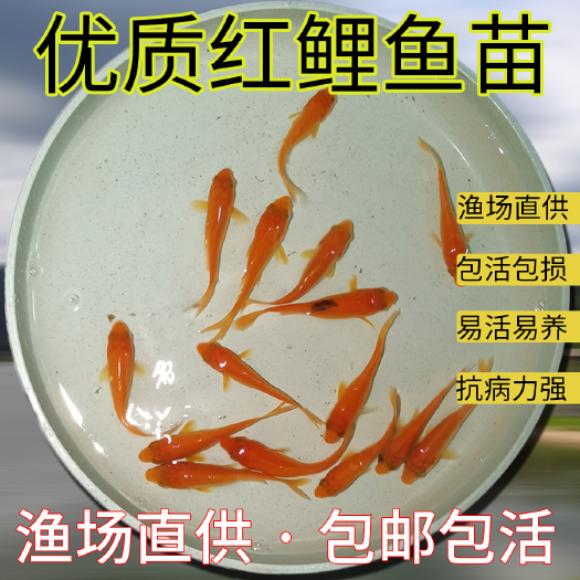 玉林红鲤鱼活体鱼苗观赏鱼淡水 放养鱼 锦鲤 养殖可食用