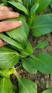 商丘实力供货 长期有货 油菜市场电商供货咨询联系