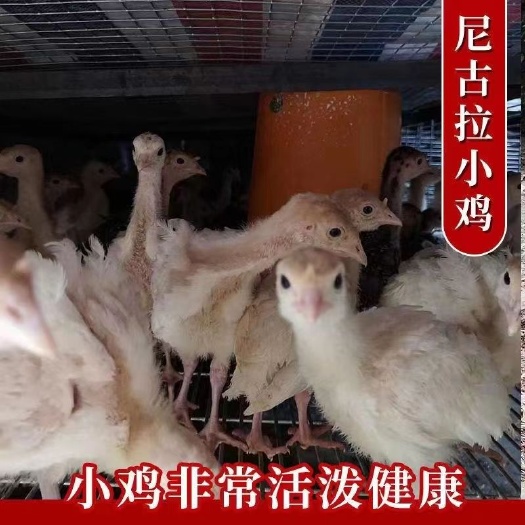 南宁包回收贝蒂娜火鸡脱温鸡苗巨型尼古拉青铜系火鸡鸡苗