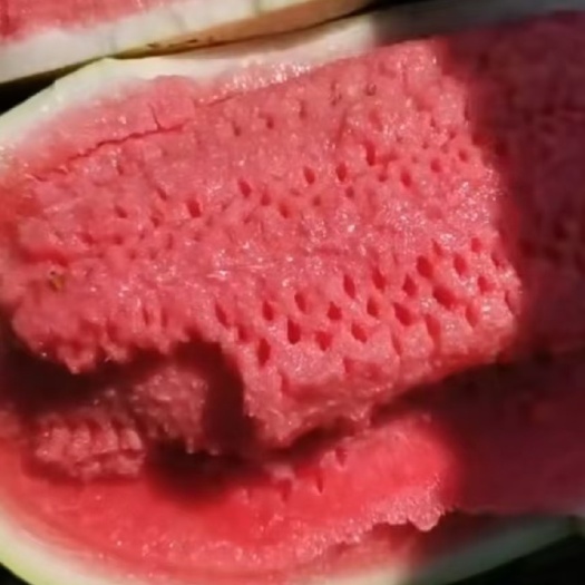 东明县新红宝西瓜，个头均匀，甜度高皮毛靓